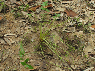 Isoetes melanopoda (Blackfoot quillwort )
