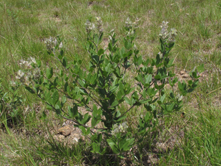 Pediomelum piedmontanum (Dixie mountain breadroot)