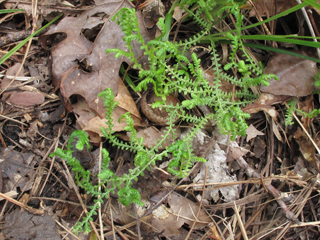 Selaginella ludoviciana (Gulf spike-moss)
