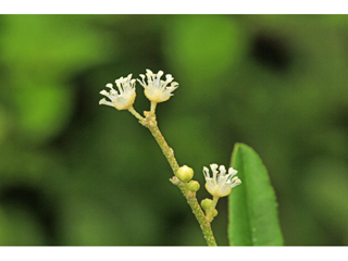 Croton cascarilla (Pineland croton)