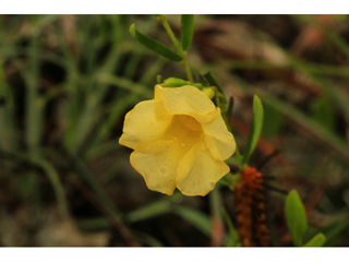 Angadenia berteroi (Pineland golden trumpet)