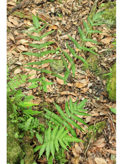 Thelypteris tetragona (Freetip maiden fern)