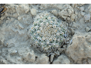 Pediocactus despainii (Despain's pincushion cactus)