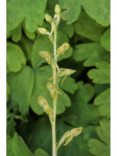 Platanthera zothecina (Alcove bog orchid)