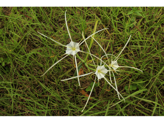 Hymenocallis puntagordensis (Punta gorda spiderlily)