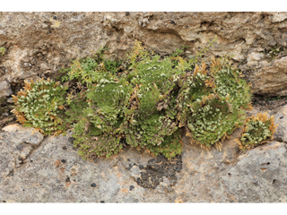 Selaginella pilifera (Resurrection plant)