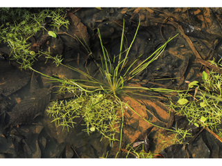 Isoetes melanopoda ssp. silvatica (Swamp forest blackfoot quillwort)