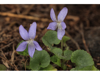 Viola appalachiensis (Appalachian violet)