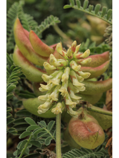 Astragalus nuttallii (Nuttall's milkvetch)