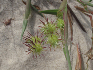 Cenchrus tribuloides (Sand dune sandbur)