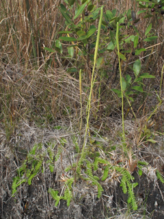 Lycopodiella caroliniana (Slender clubmoss)
