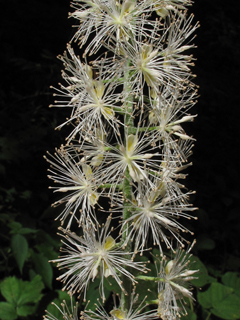 Actaea podocarpa (Mountain bugbane)