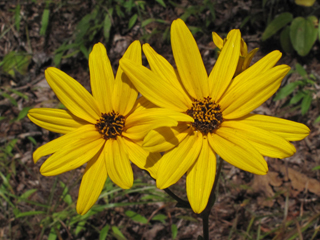 Helianthus atrorubens (Purpledisk sunflower)