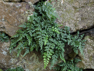 Asplenium montanum (Mountain spleenwort)