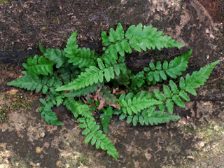 Thelypteris pilosa var. alabamensis (Alabama maiden fern)