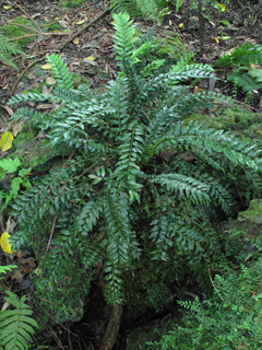 Lomariopsis kunzeana (Climbing holly fern)