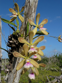 Encyclia tampensis (Tampa butterfly orchid)