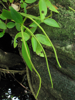 Peperomia glabella (Cypress peperomia)