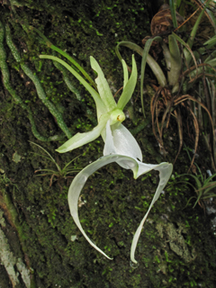 Dendrophylax lindenii (Ghost orchid)