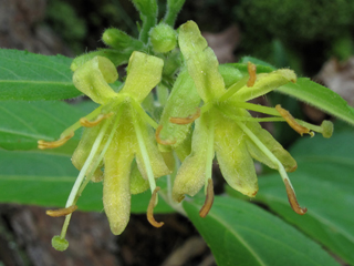 Diervilla rivularis (Mountain bush-honeysuckle)