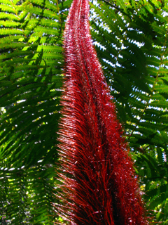 Cibotium menziesii (Hawaiian tree fern)