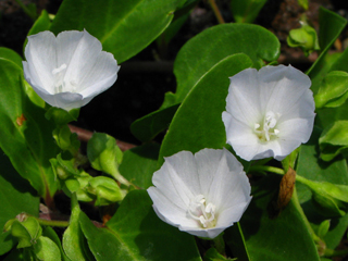 Jacquemontia ovalifolia ssp. sandwicensis (Oval-leaf clustervine)