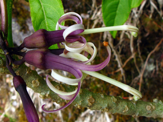 Clermontia parviflora (Smallflower clermontia)