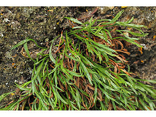 Asplenium septentrionale (Forked spleenwort)