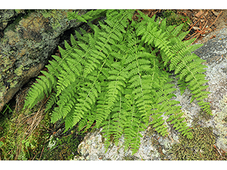 Woodsia scopulina (Mountain cliff fern)