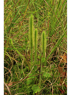Lycopodiella alopecuroides (Foxtail clubmoss)