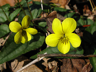 Viola hastata (Halberd-leaf yellow violet)