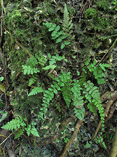 Thelypteris reptans (Creeping maiden fern)