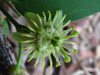 Passiflora suberosa (Corkstem passionflower)