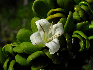 Catesbaea parviflora (Smallflower lilythorn)