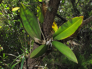 Trichocentrum maculatum (Cape sable orchid)