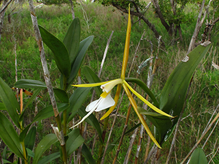 Epidendrum nocturnum (Night scented orchid)