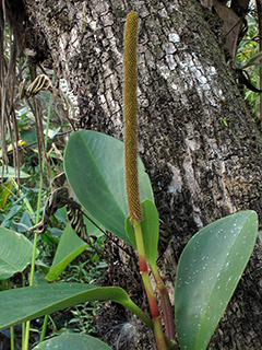Peperomia obtusifolia (Baby rubberplant)