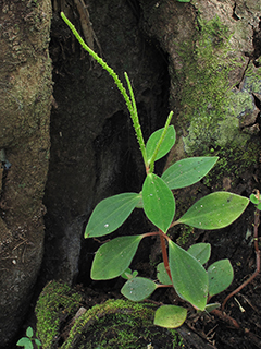 Peperomia humilis (Polynesian peperomia)