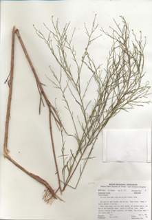 Gutierrezia texana (Texas snakeweed )