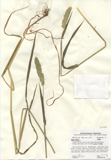 Phalaris angusta (Timothy canarygrass)