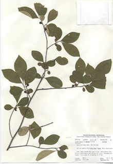 Lindera benzoin var. pubescens (Northern spicebush)