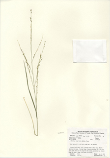 Panicum hallii var. hallii (Hall's panicgrass)