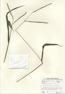 Paspalum distichum (Knotgrass)