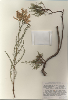 Polygonella americana (Southern jointweed)