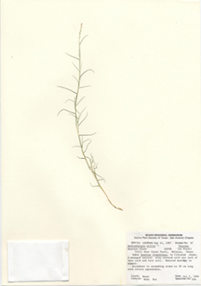 Muhlenbergia utilis (Aparejo grass)