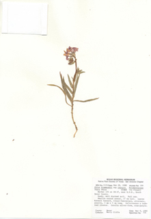Phlox drummondii ssp. tharpii (Tharp's phlox)