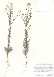 Descurainia pinnata ssp. pinnata (Western tansymustard)