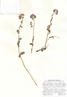 Phacelia patuliflora var. teucriifolia (Sand phacelia)
