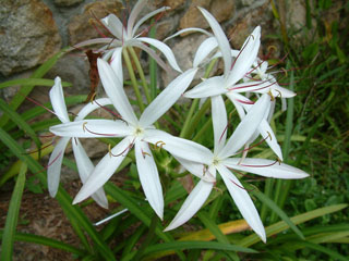 Crinum americanum (American crinum lily)