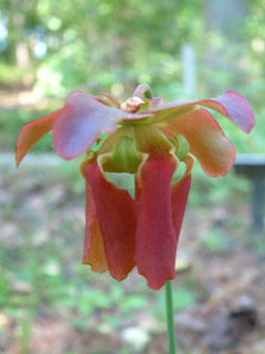Sarracenia rubra (Sweet pitcherplant)